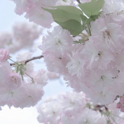 隆林福瑞交流群